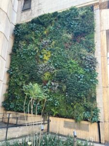 The green wall at St Edmund Hall - plants and greenery on the outside wall of a building, to enhance student wellbeing and demonstrate the Hall’s environmental focus