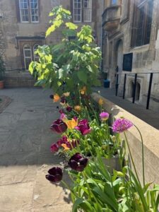 Our Garden fellow coordinated the tulips to bloom Teddy Hall colours this year. Tulips around the edge of the front quad.