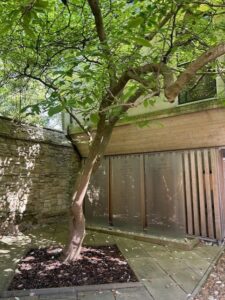 Picture of benefactors square at St Edmund Hall. A small courtyard with a tree in the middle and display boards of major donors at the back.
