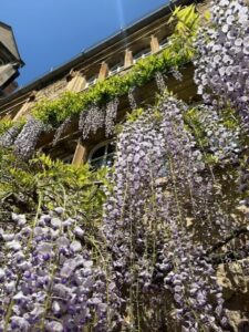 Glorious wisteria over the Buttery