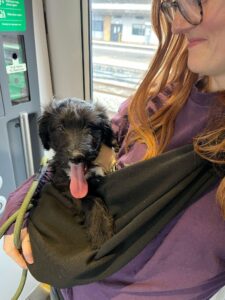 A picture of a puppy called Lemon with its tongue out being carried in a bag on the train.