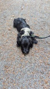 A black puppy in a harness laying down on the hard ground looking very tired!