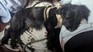 A black puppy in a harness napping on a blanket and someone's leg.