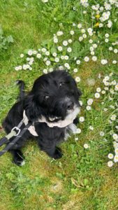 Picture of a black puppy in a harness looking up to the camera. She is sat on grass amongst lots of daisies.